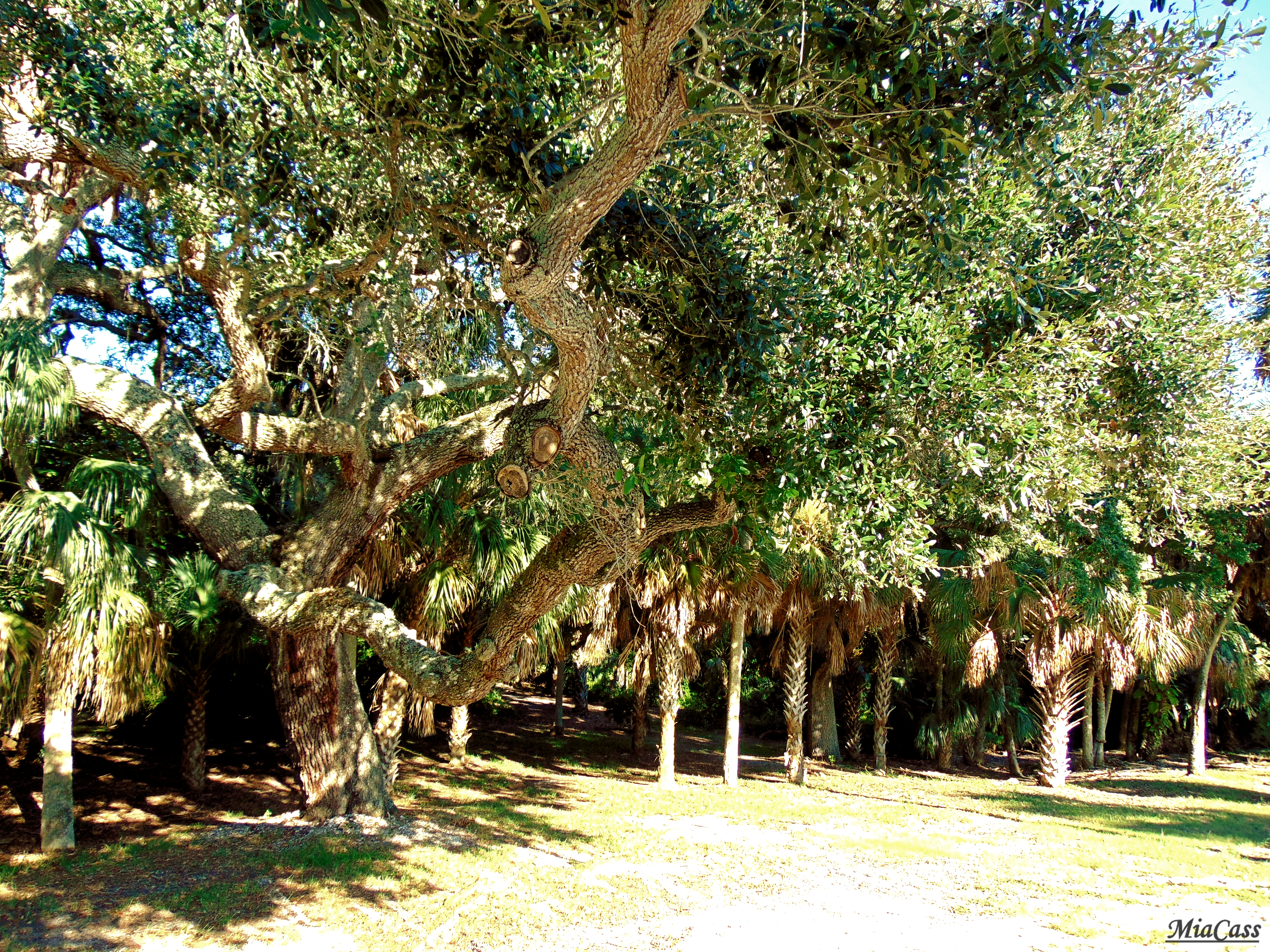 Jungle Prada and Narvaez Site 01.jpg