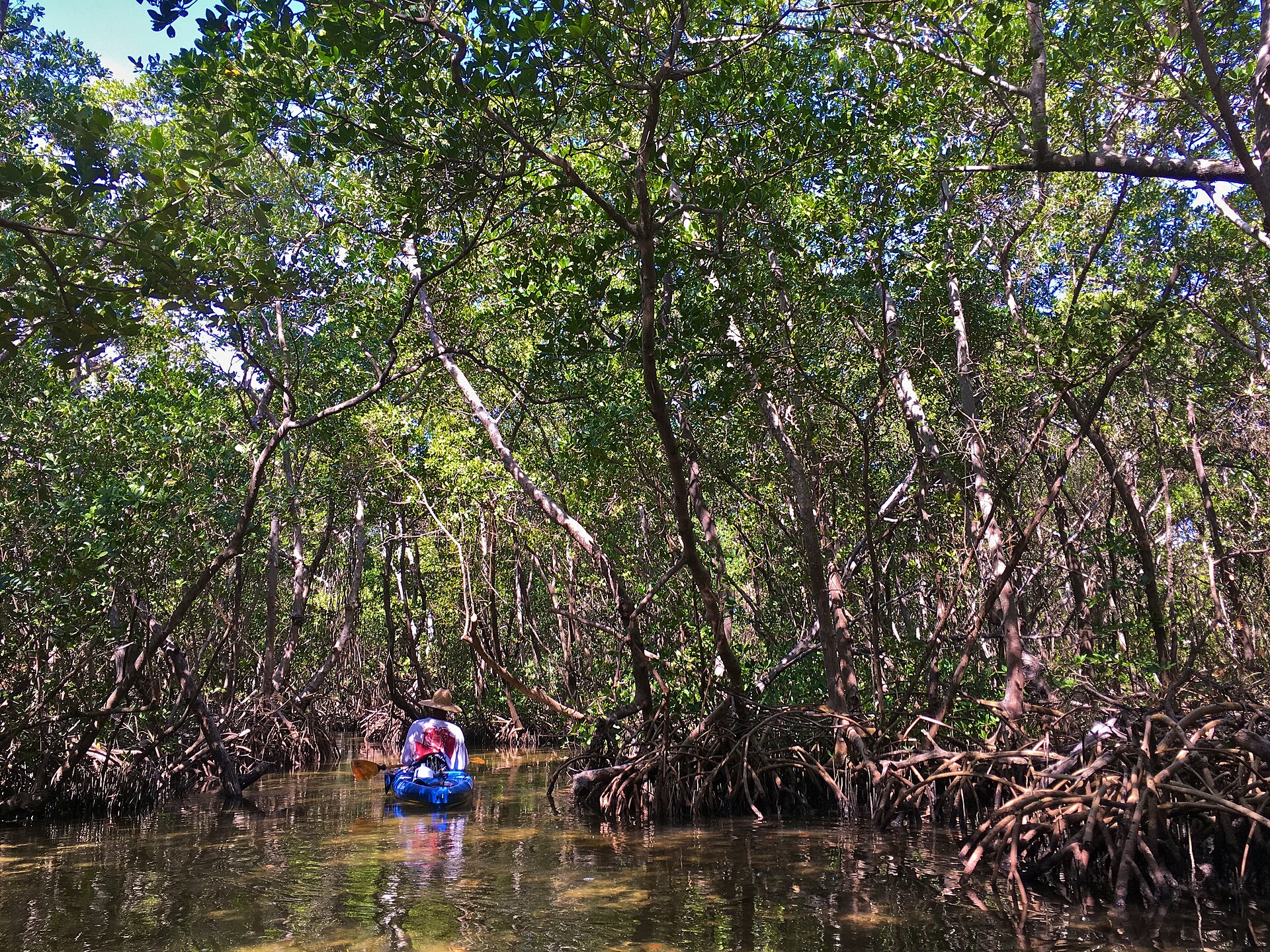 2017 Sarasota Red Mangrove Tunnels 2 FRD 9456.jpg
