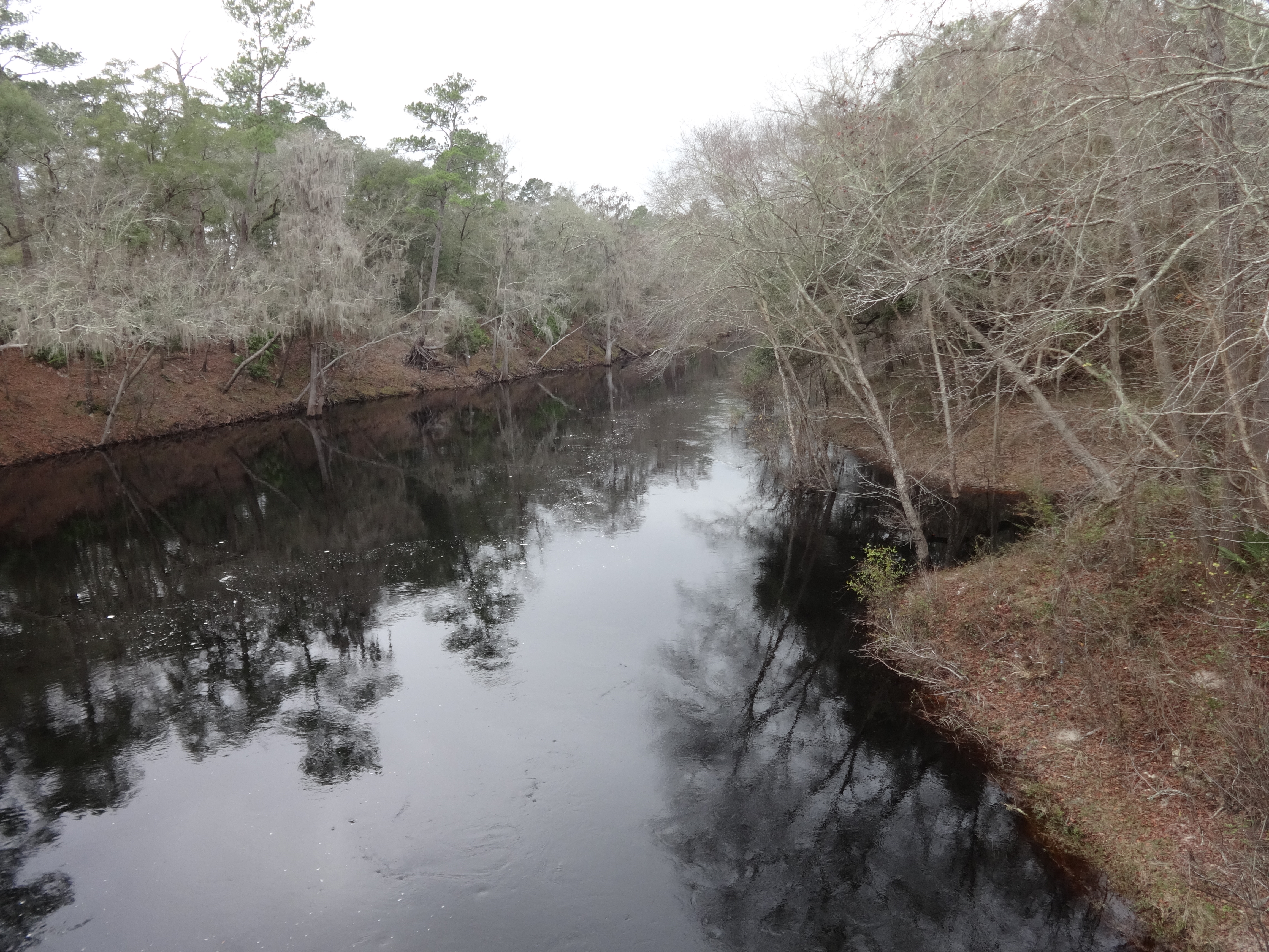 Looking North at Suwannee River from White Springs Bath site.JPG